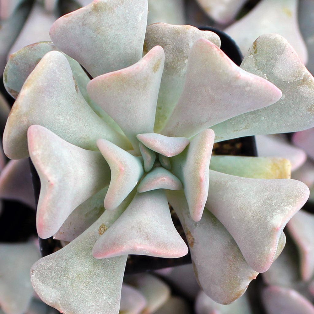 Echeveria 'Cubic Frost'™