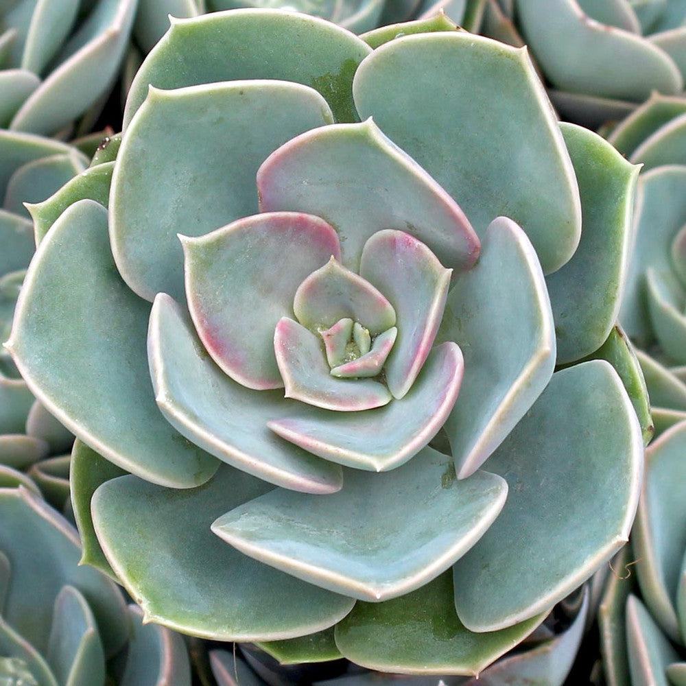 Echeveria 'Green Pearl'