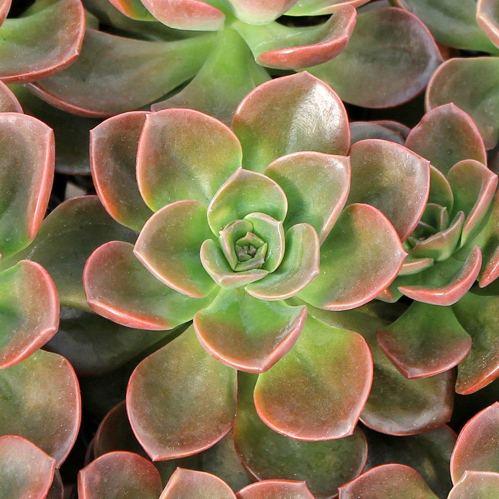 Echeveria 'Melaco'