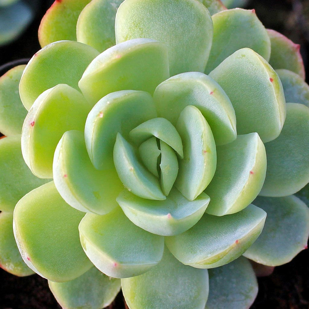 Echeveria elegans - Mexican Snowball