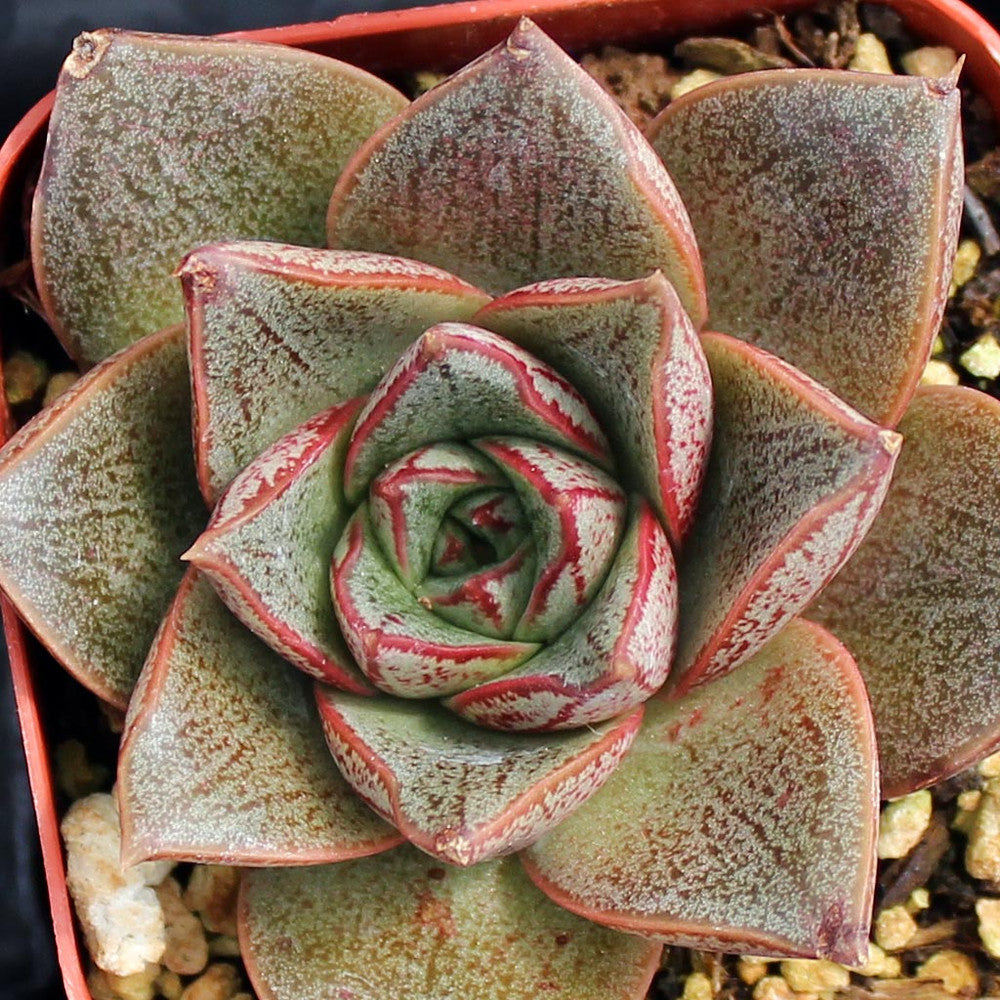 Echeveria purpusorum 'Dionysos'