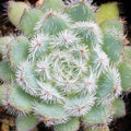 Echeveria setosa var. minor