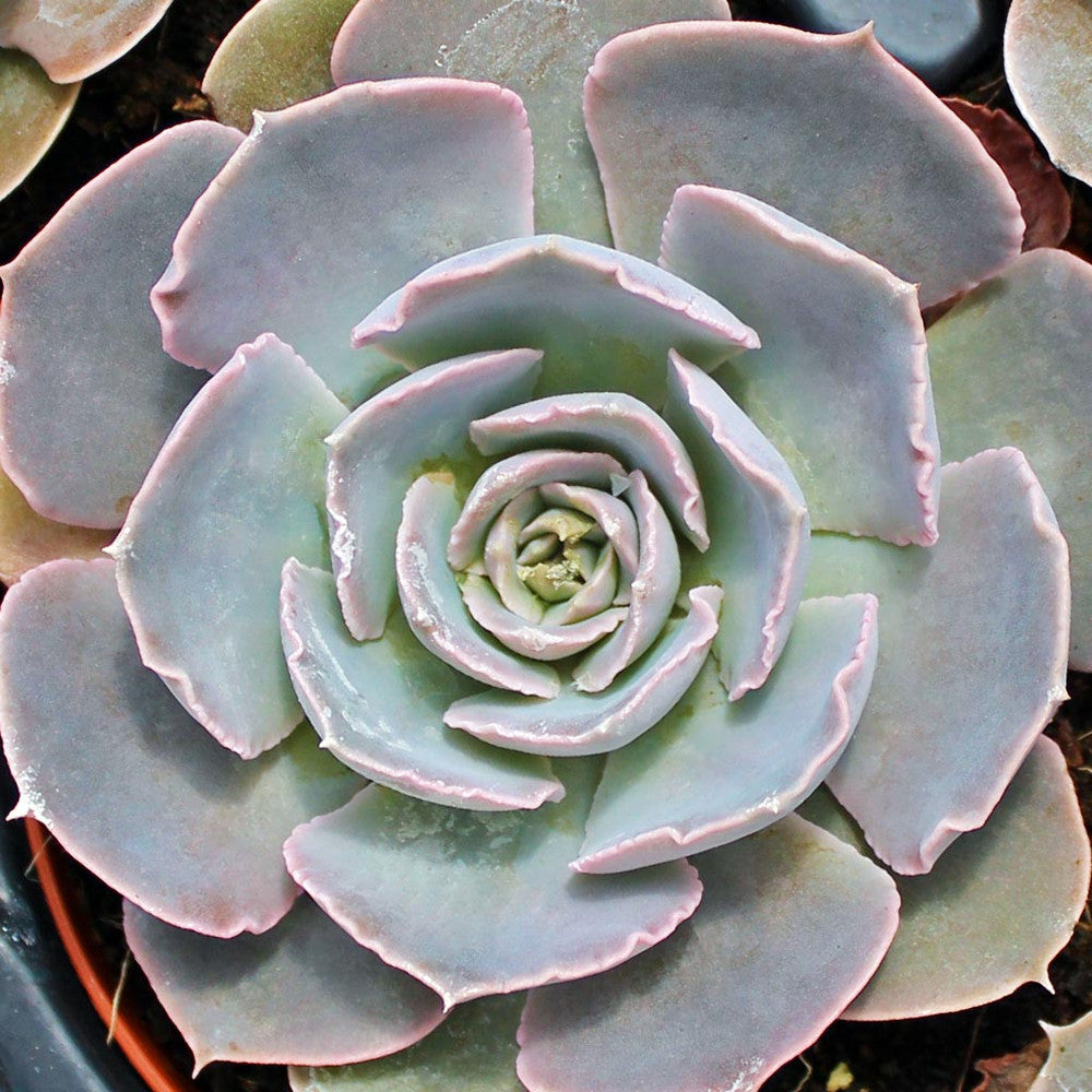 Echeveria shaviana