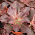Echeveria 'Autumn Flame' [large]