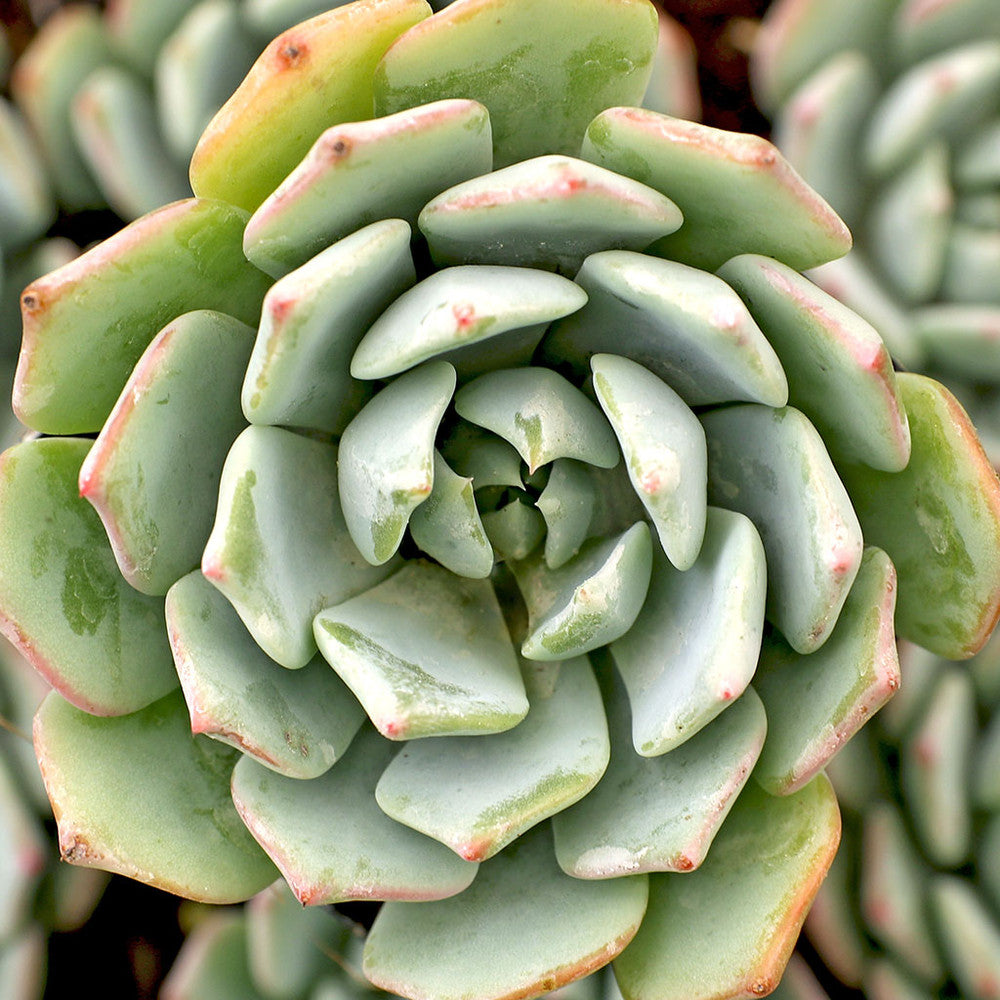 Echeveria 'Azulita'
