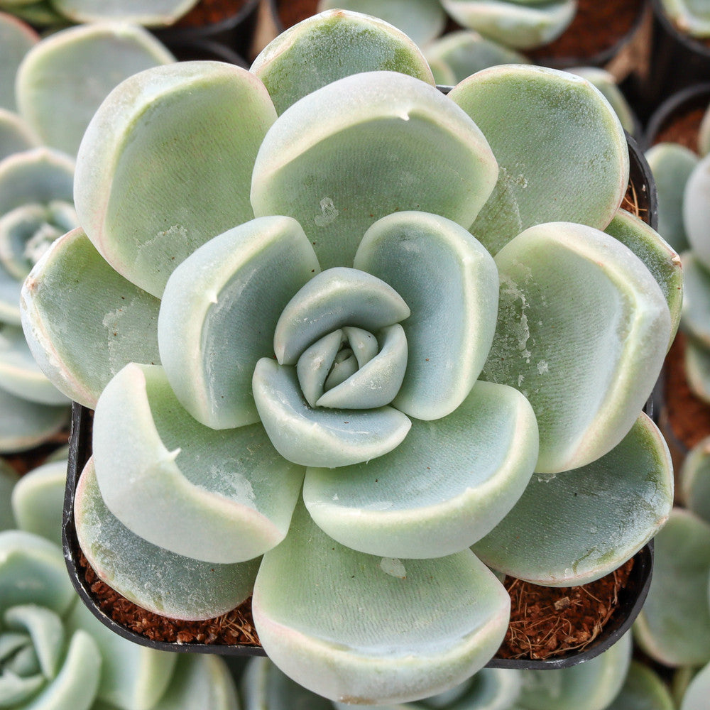 Echeveria 'Cielo'