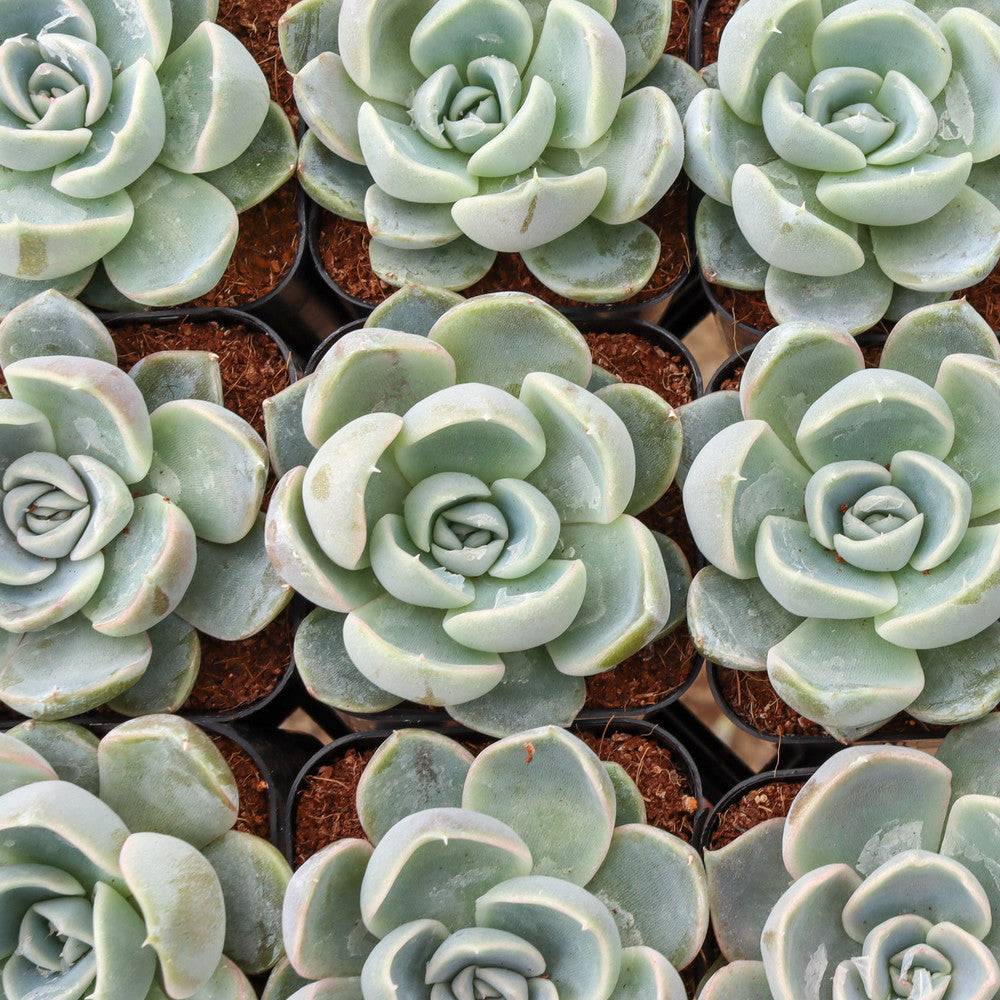 Echeveria 'Cielo'