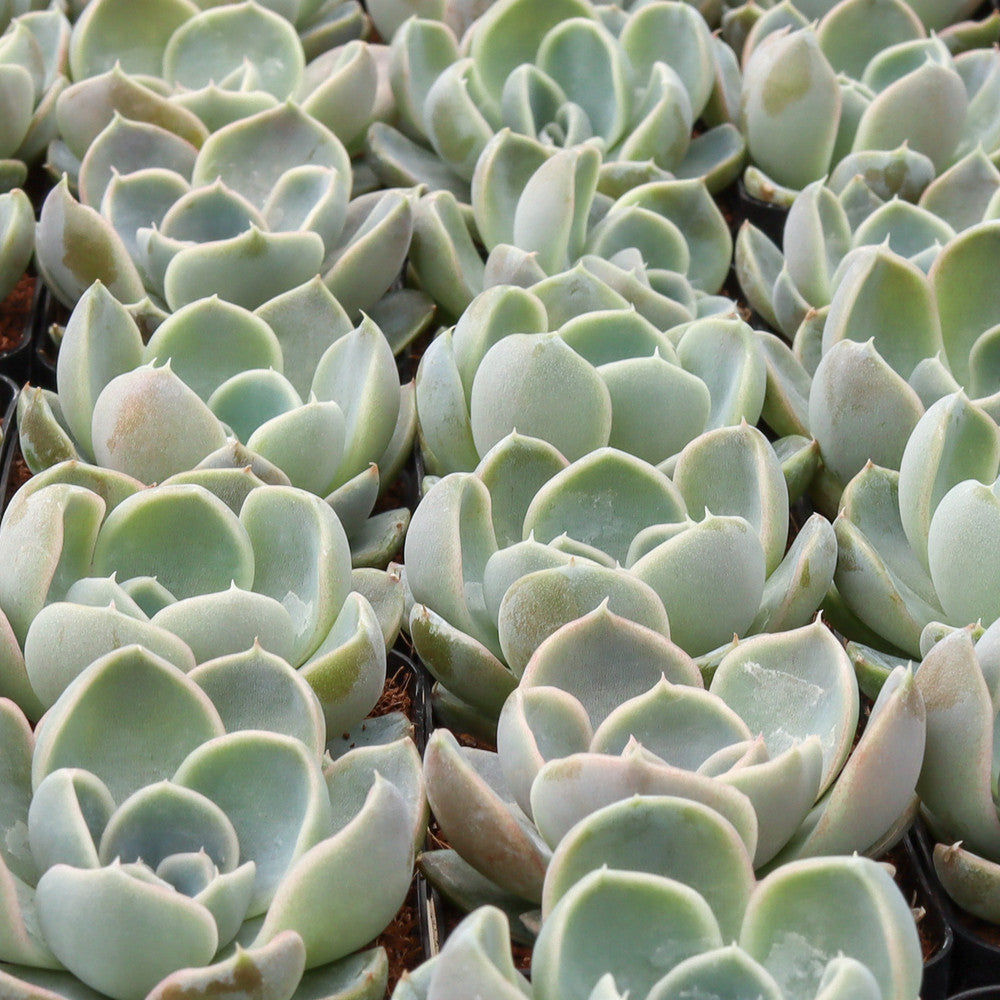 Echeveria 'Cielo'