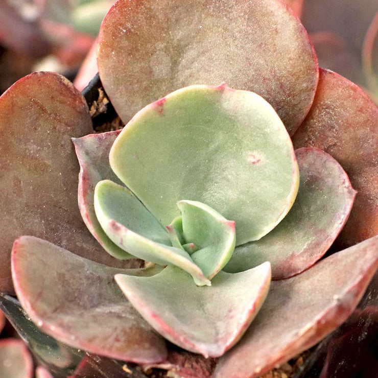 Echeveria 'Big Red' [large]