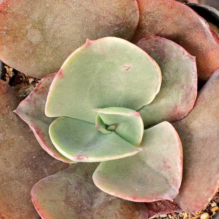 Echeveria 'Big Red' [large]