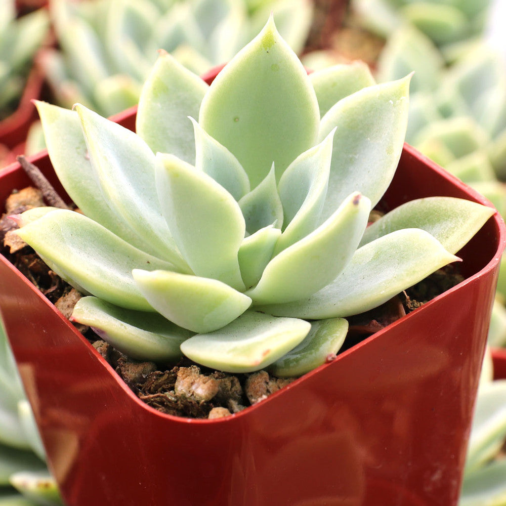 Echeveria 'Blue Atoll'