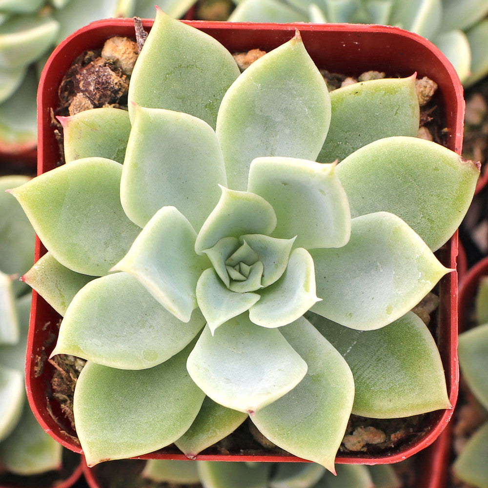 Echeveria 'Blue Atoll'