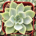 Echeveria 'Blue Atoll'