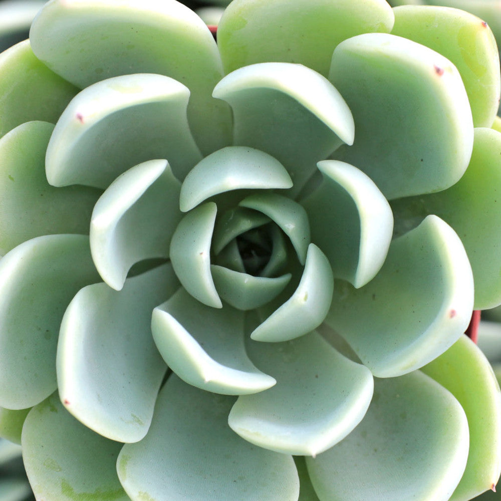Echeveria 'Blue Atoll'