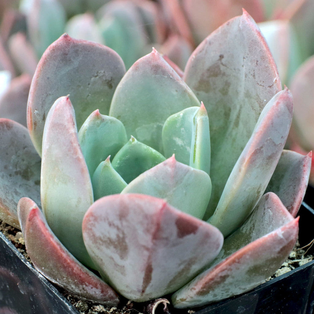 Echeveria 'Blue Prince'