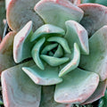 Echeveria 'Blue Prince'