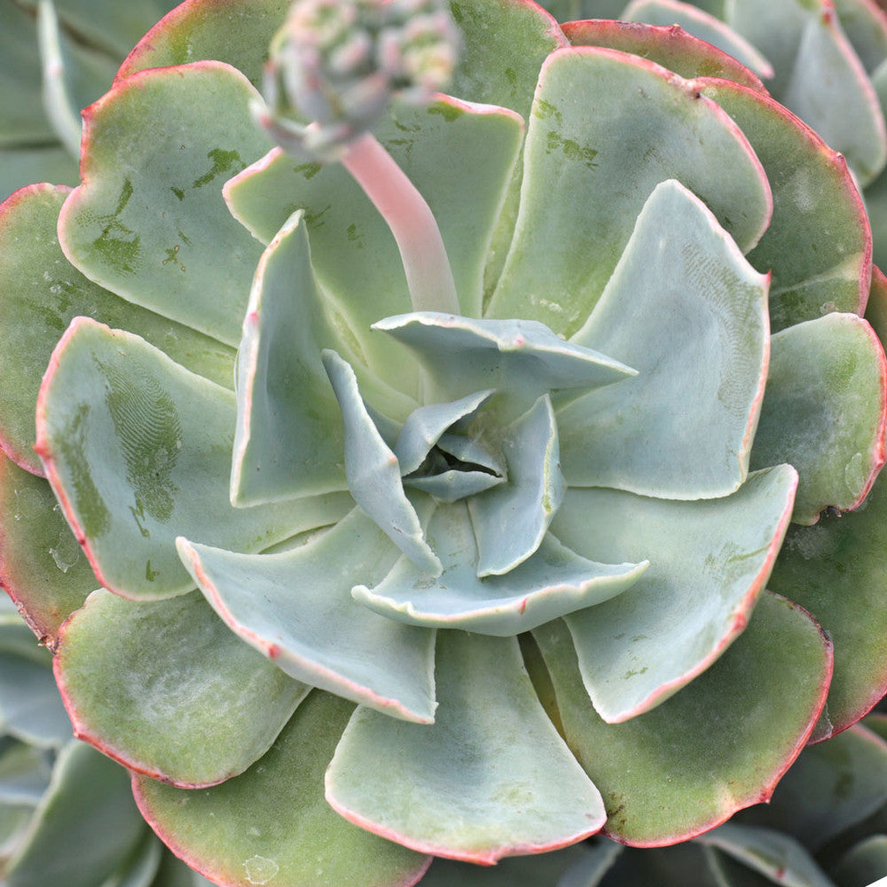 Echeveria 'Blue Sky'