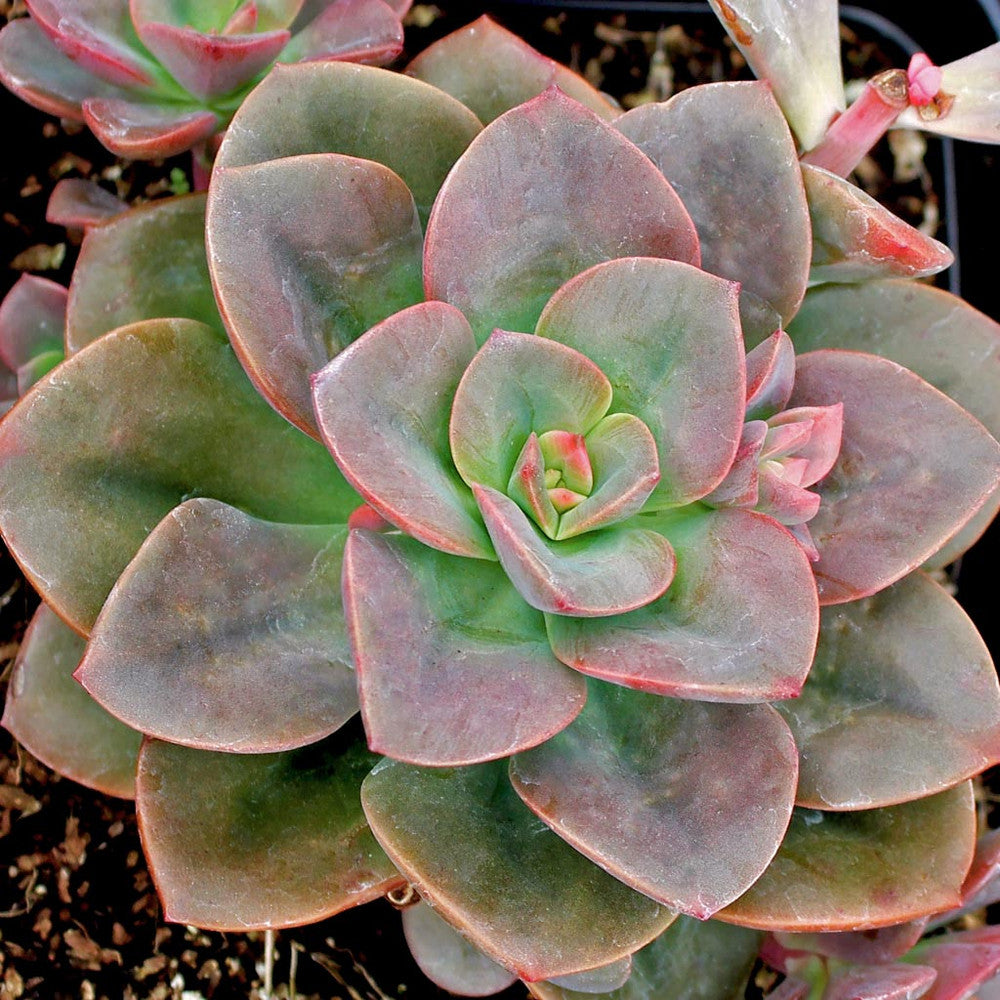 Echeveria 'Chroma'