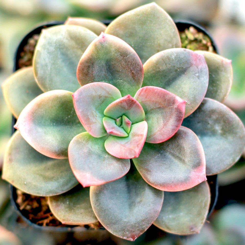Echeveria 'Chroma'