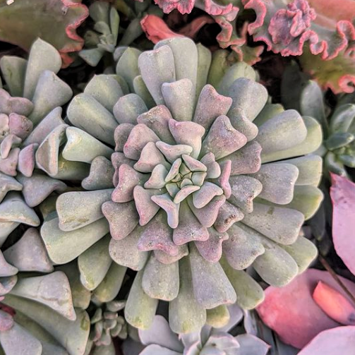 Echeveria 'Cubic Frost'™