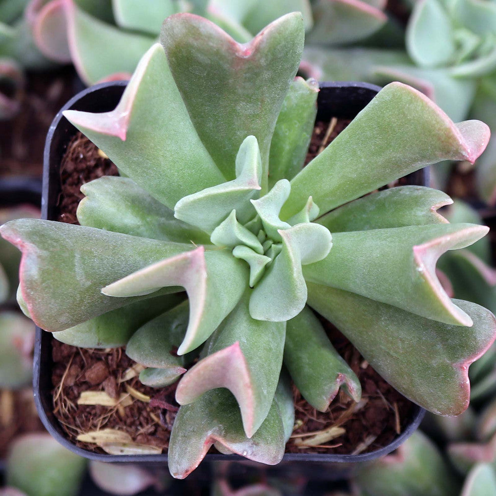 Echeveria 'Dark Vader'