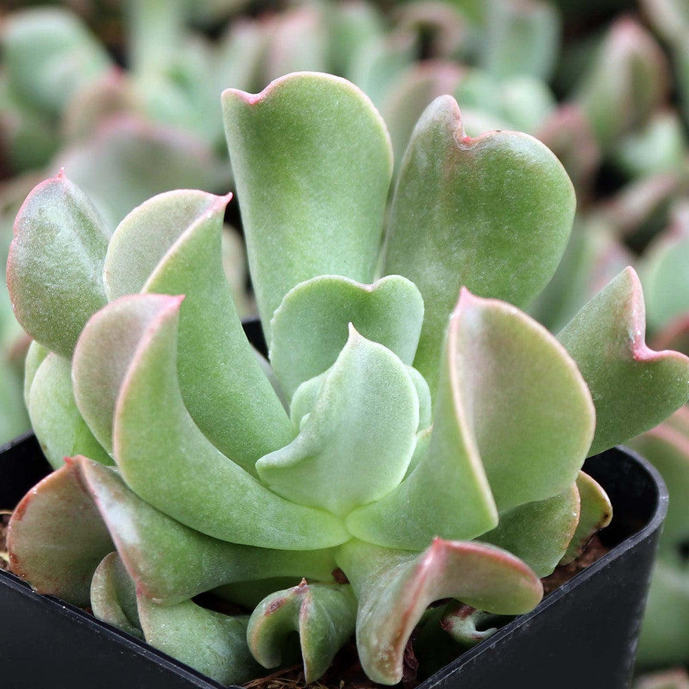 Echeveria 'Dark Vader'