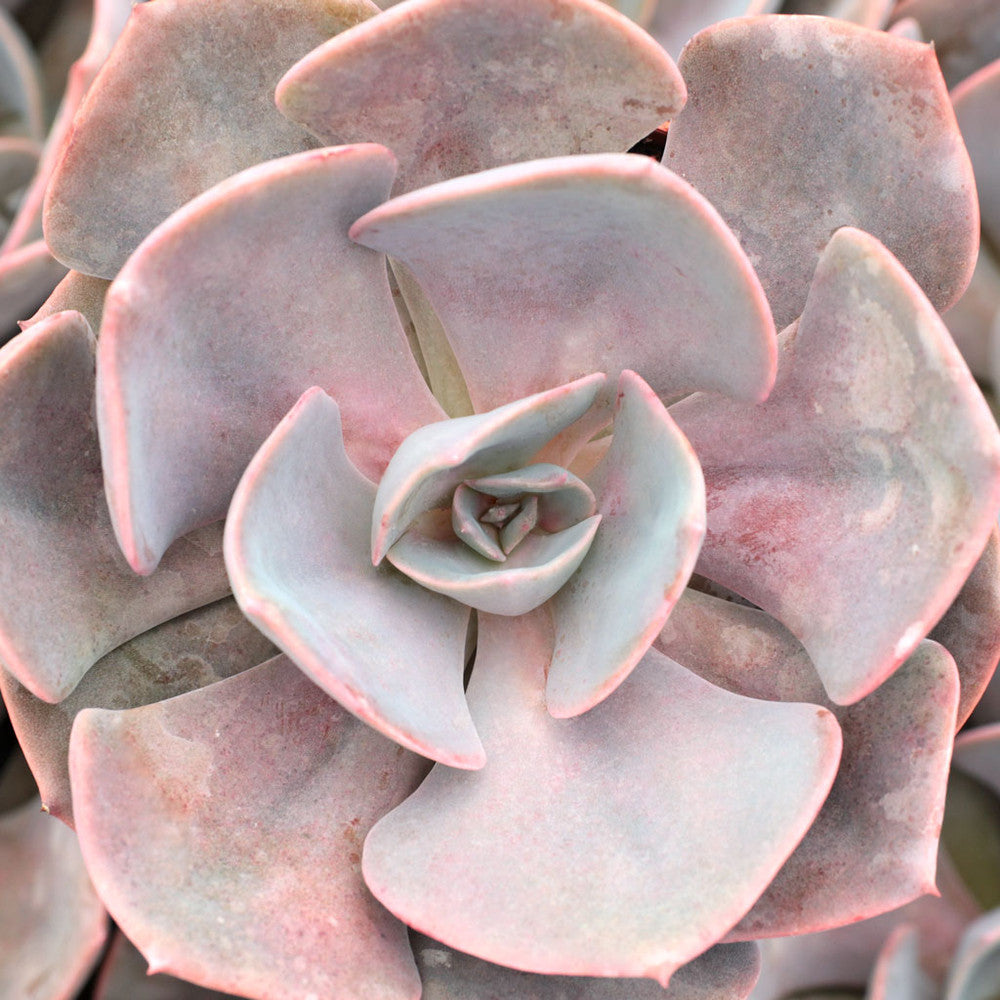 Echeveria 'Dusty Rose' [large]