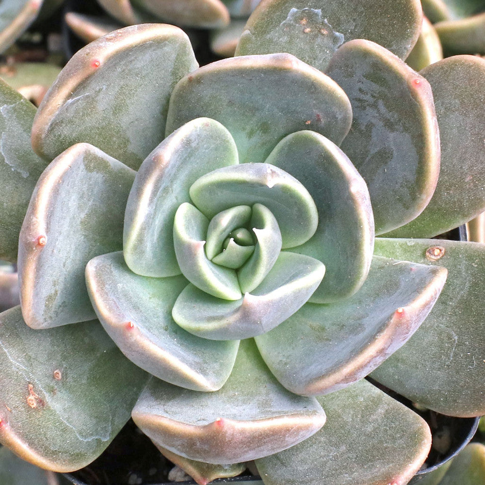 Echeveria 'Marrom' [exclusive]