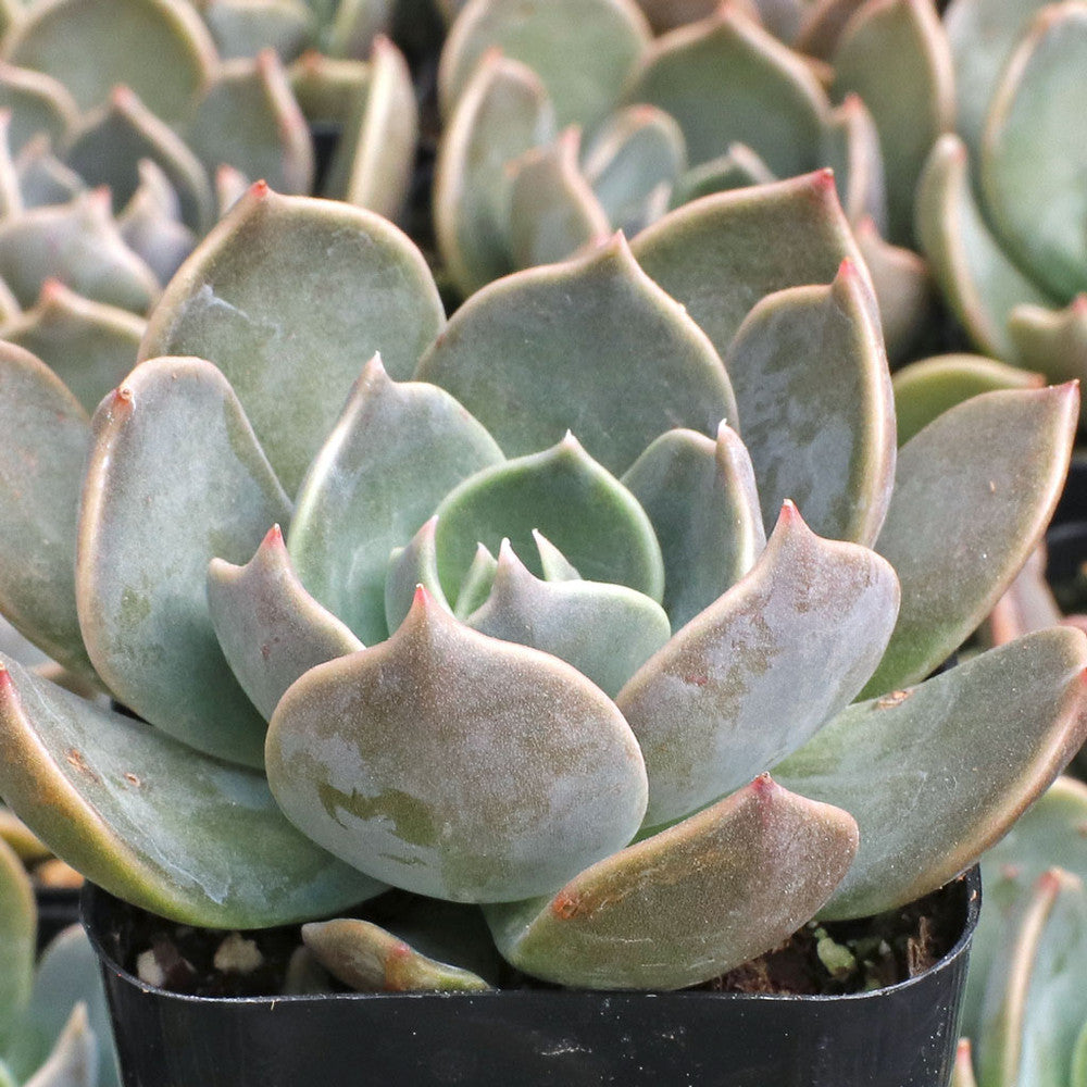 Echeveria 'Marrom' [exclusive]