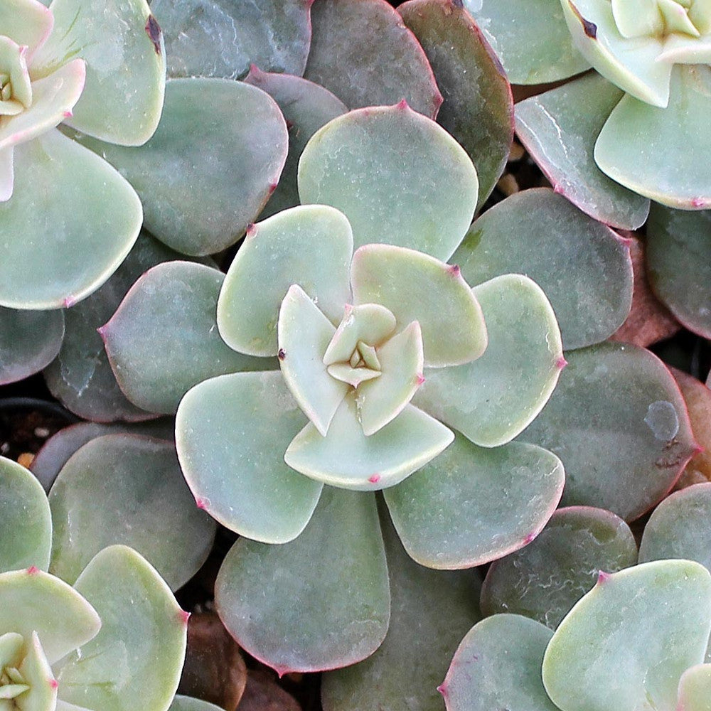 Echeveria 'Muesli'