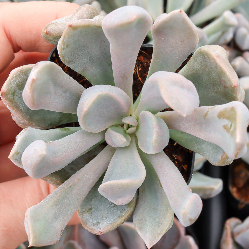 Echeveria 'Lilac Spoon'