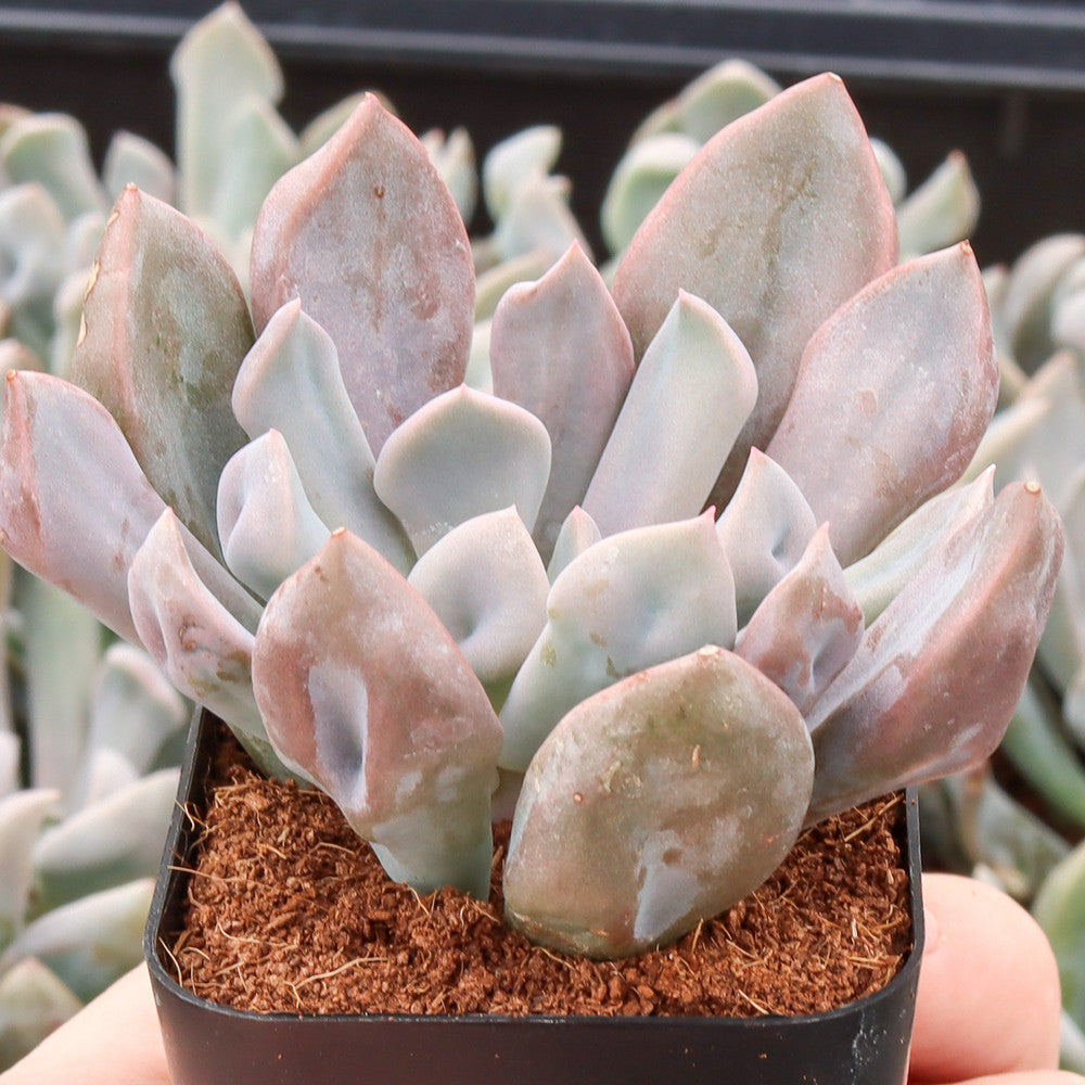 Echeveria 'Lilac Spoon'