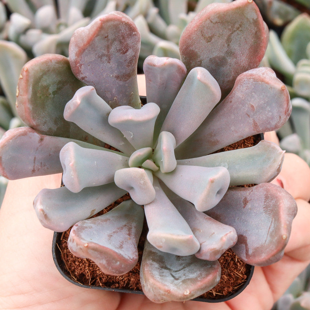 Echeveria 'Lilac Spoon'