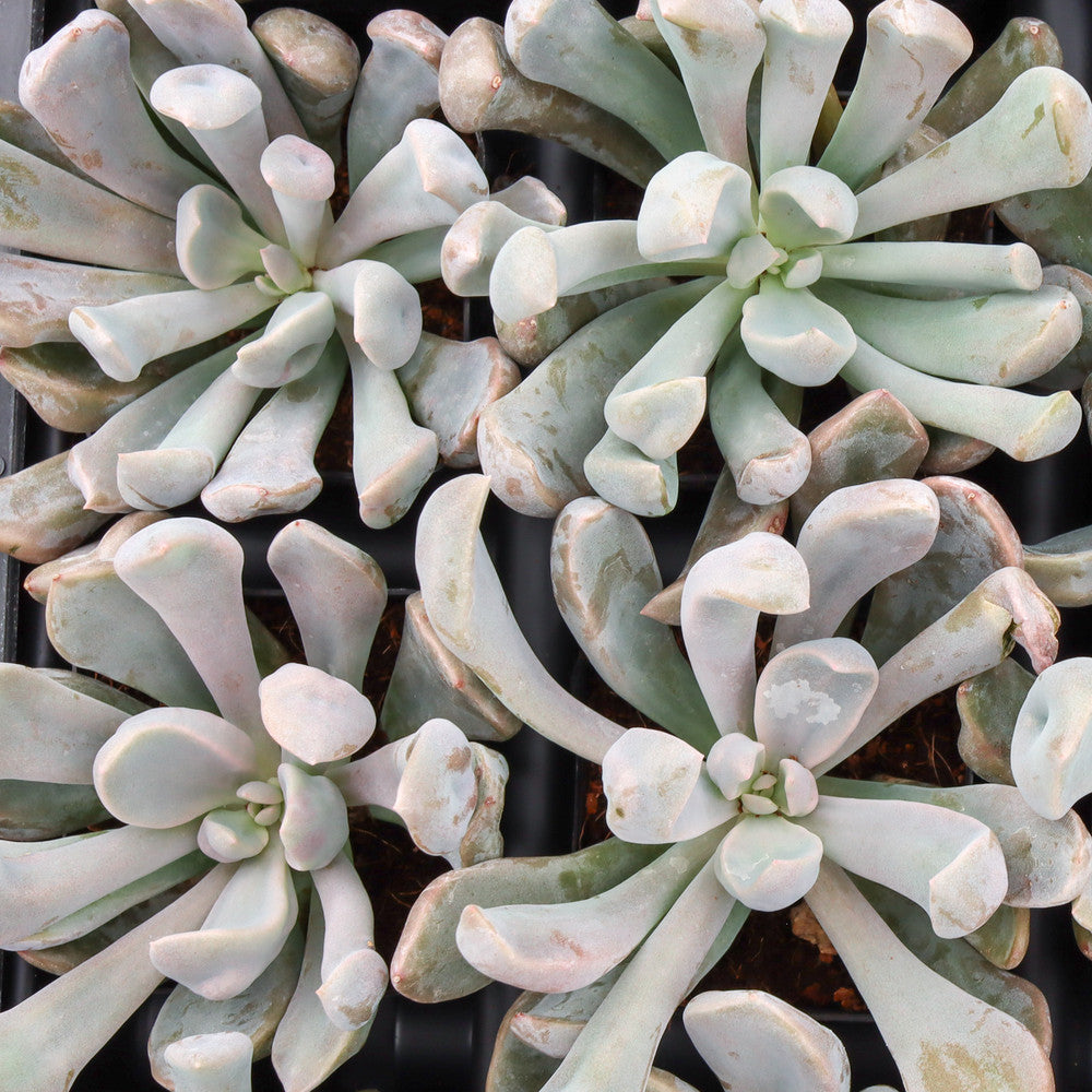 Echeveria 'Lilac Spoon'