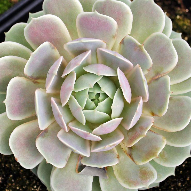 Echeveria 'Lola'