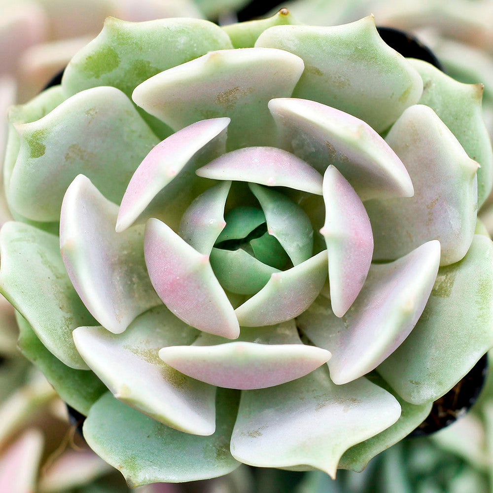 Echeveria 'Lola' [large]