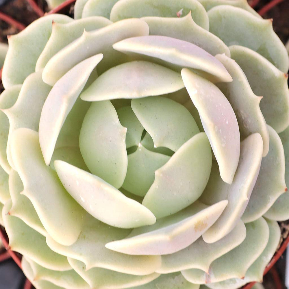 Echeveria 'Lola' [large]