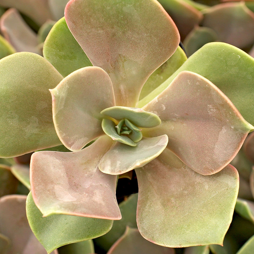 Echeveria 'Lolita'