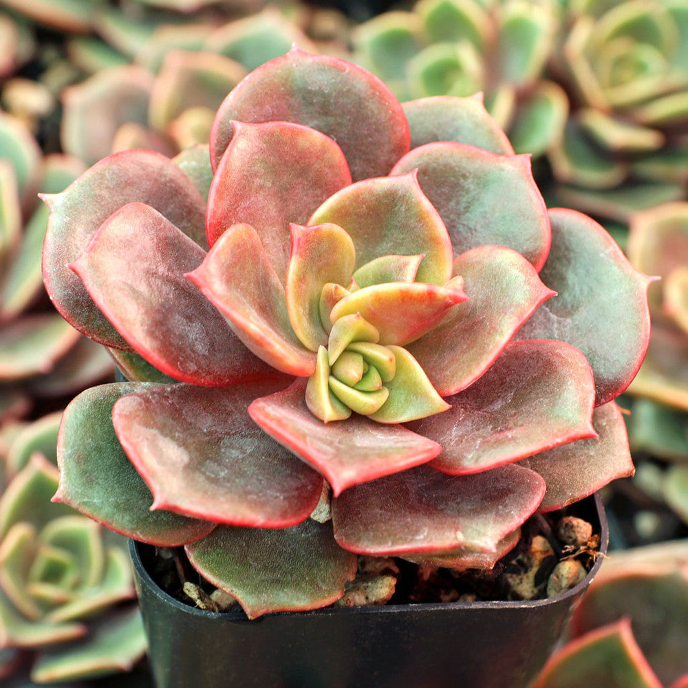 Echeveria 'Vampire Red Ball'