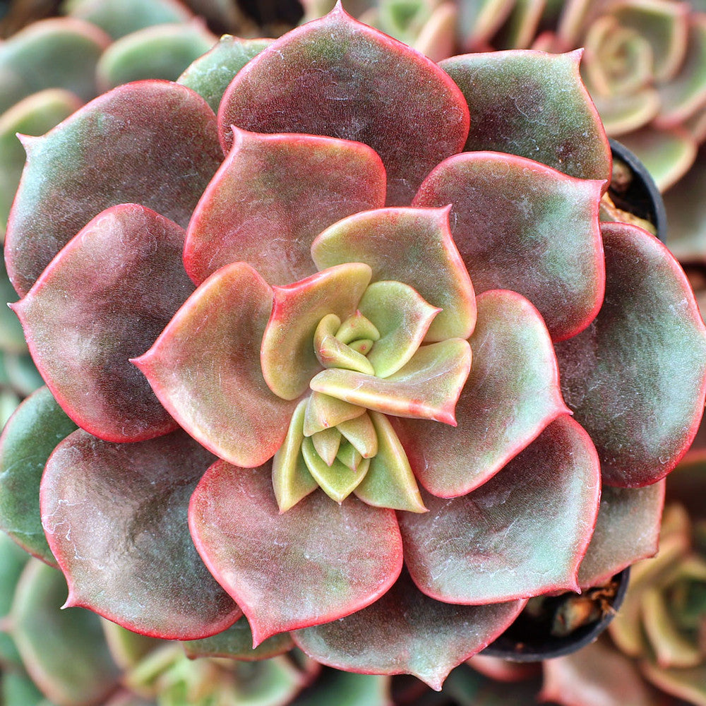 Echeveria 'Vampire Red Ball'