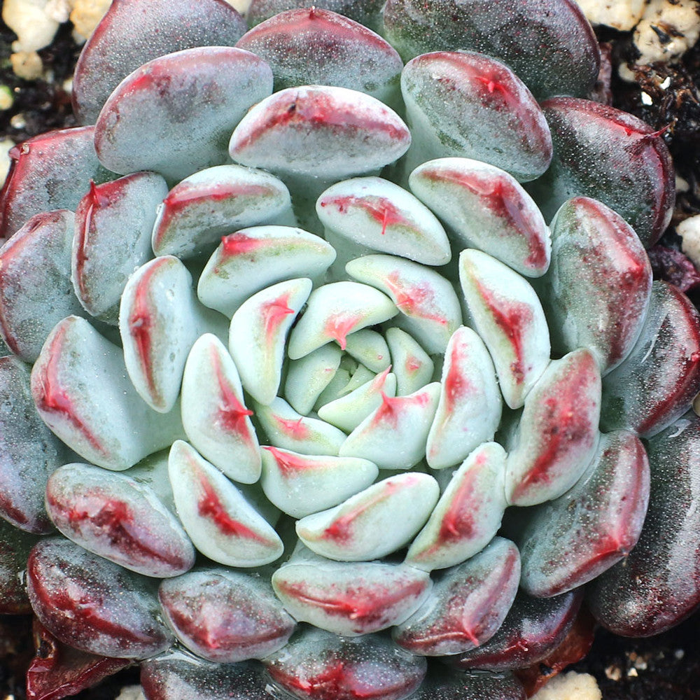 Echeveria minima - Mini Echeveria