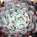 Echeveria minima - Mini Echeveria