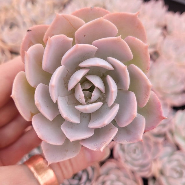 Echeveria 'Morning Beauty'