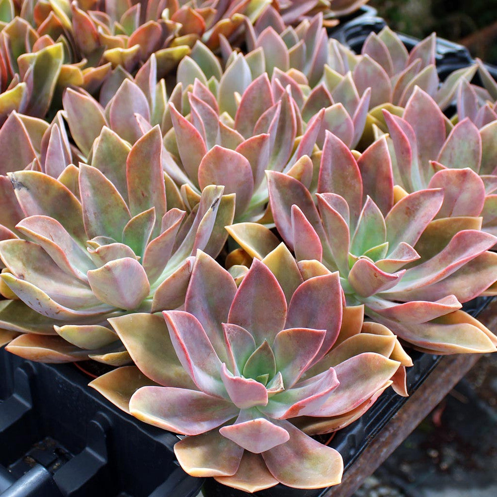 Graptoveria 'Fred Ives'
