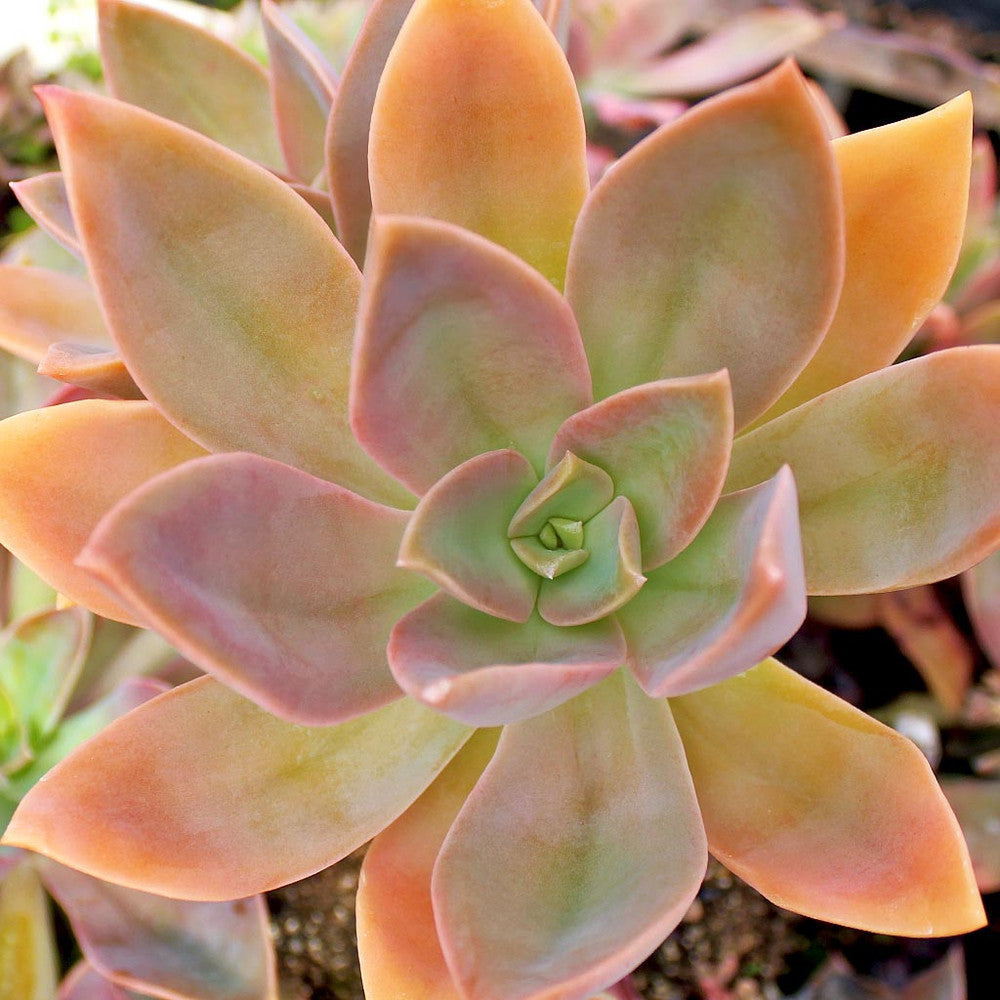 Graptoveria 'Fred Ives'