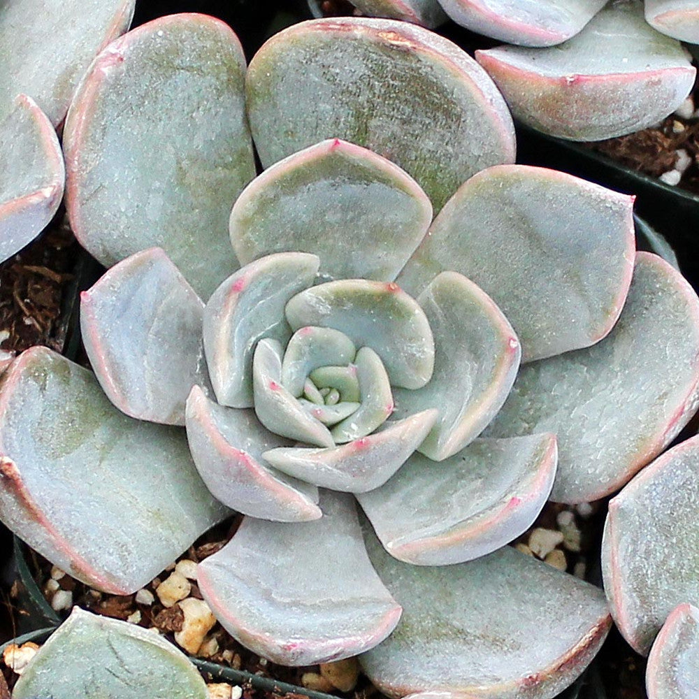 Echeveria 'Orion'