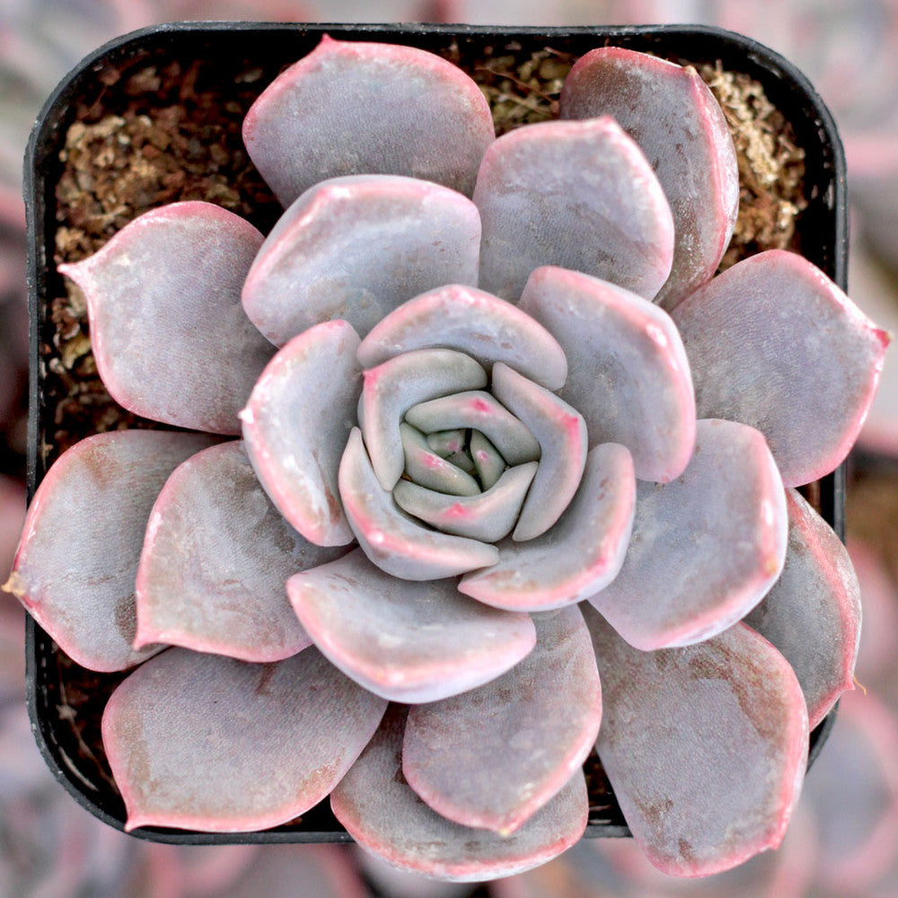 Echeveria 'Orion'