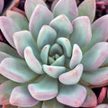 Graptoveria 'Opalina' [large]
