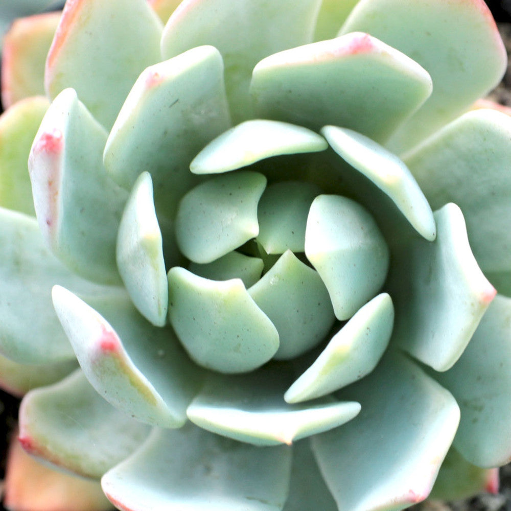 Echeveria peacockii - Peacock Echeveria