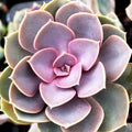 Echeveria 'Perle von Nurnberg'